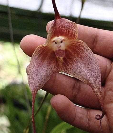 These ‘Monkey Face Orchid Flowers’ Are Fascinating (And Very Appropriately Named!) - Indie88