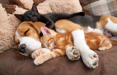 17 Pictures of Cats and Dogs Cuddling To Lower Your Blood Pressure | Cuteness