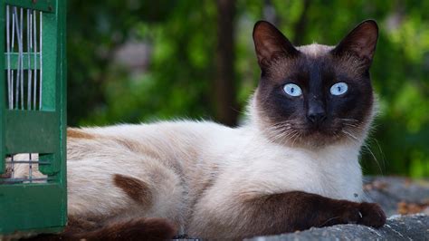 10 Surprising Facts About Siamese Cats | The Dog People by Rover.com