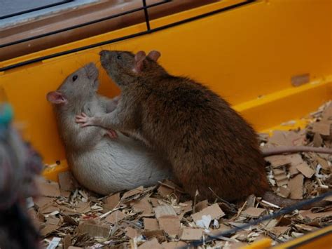 rats fighting drawing blood - imagescartooncomputerprogrammers