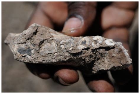 Jawbone fossils reveal new human ancestor species scientists say — Secret History — Sott.net