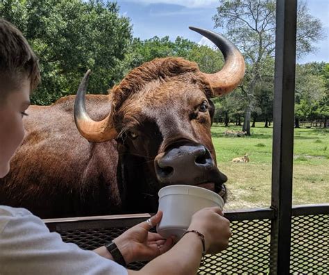 Go on a Safari in Alvin, Texas... at the Bayou Wildlife Zoo! – JillBJarvis.com