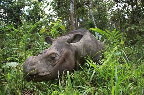 Can Anything Save the Sumatran Rhino From Extinction? | Focusing on ...