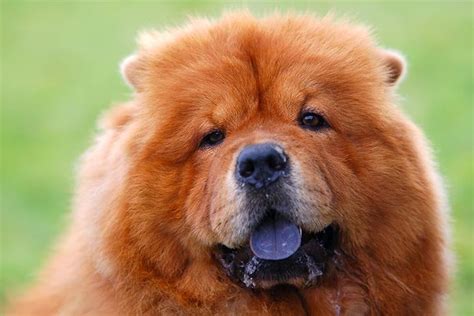 Tibetan Mastiff Chow Mix