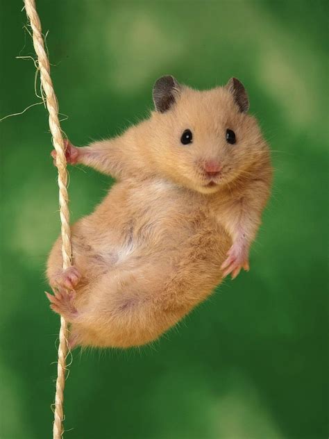 Small Mammals Pets - Pets Lovers