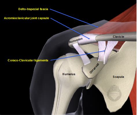 Acromioclavicular joint dislocation