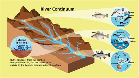 Yorkshire rivers: Ecology of rivers