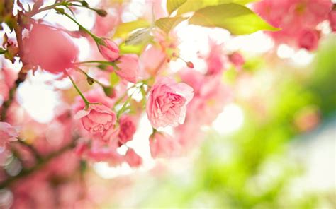 Aesthetic Spring Flowers Wallpapers | HD Background Images | Photos ...