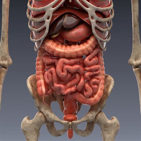 Animated internal organs, skeleton | Human body anatomy, Human body organs, Body anatomy