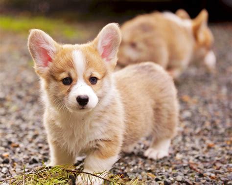 Corgi Dog Pet Baby Animal Puppy Wallpaper | Welsh corgi puppies ...