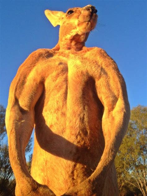 Alice Springs’ world famous musclebound kangaroo Roger has died | NT News