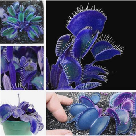 Favorable Egrow Egrow 100PCS Garden Potted Blue Insectivorous Plant ...