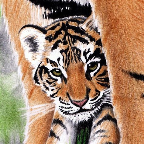 Baby Tiger Drawing at GetDrawings | Free download