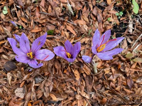 How to Plant and Harvest Saffron Crocus