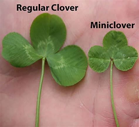 Microclover Clover Lawn, White Dutch Clover, Overseeding Lawn, Nitrogen Fixation, Erosion ...