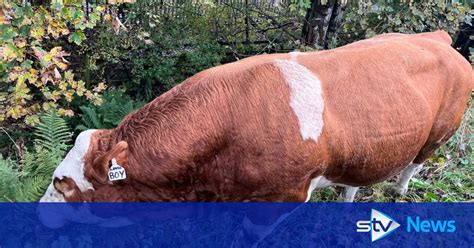 Delay warning after escaped bull wanders onto M8 motorway in Glasgow | STV News