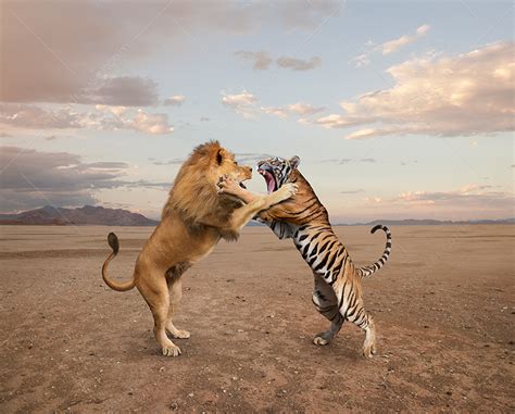 Lion Vs Tiger Fight