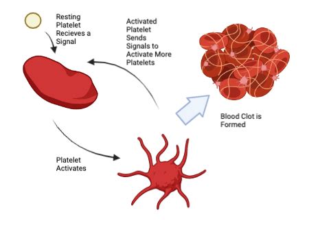 Positive Feedback Mechanism Blood Clotting