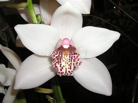 Free Cymbidium Orchid Repotting Demonstration - Chuck the Plant Guy