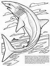 Basking Shark Coloring Pages At GetDrawings  Free Download sketch template