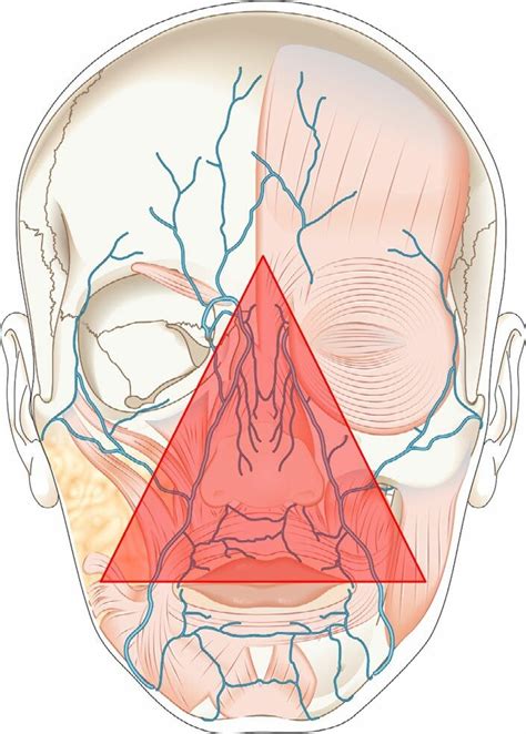 Area called the "dangerous triangle of the face or triangle of death ...