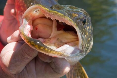 Northern Pike Teeth: Facts and Fiction - Outdoors Cult