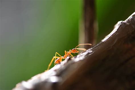 Fire Ant Control | Northwest Exterminating