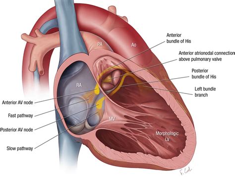 Atrioventricular Node