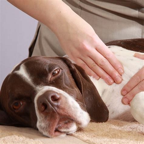 dog massage - Better Pets and Gardens