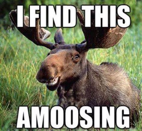 Moose jokes for days | Humor divertido sobre animales, Leyendas de ...