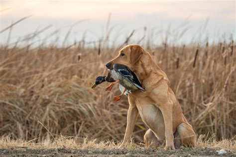 Duck hunting under threat in Victoria – My Life On The Land