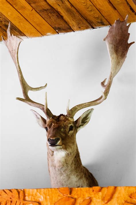 Free Images : animal, wall, wildlife, horn, stag, mammal, fauna, antler, majestic, shooting ...