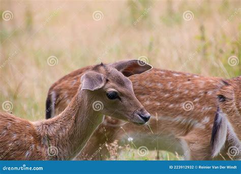 White-tailed Deer Fawn with Spots Stock Photo - Image of alert, mammal: 223912932