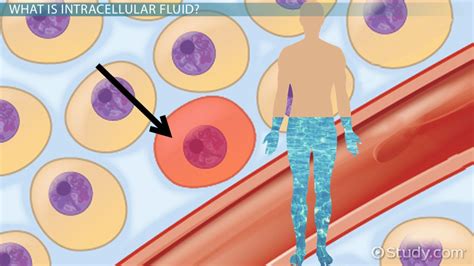 Intracellular vs. Extracellular Fluid | Definition & Differences ...