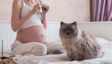 Toxoplasmosis in cats – Diagnosis of acute infections using an avidity test - EUROIMMUNBlog