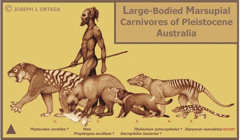 Illustration of Carnivores of Pleistocene Australia - by Joseph J. Ortega | Prehistoric animals ...