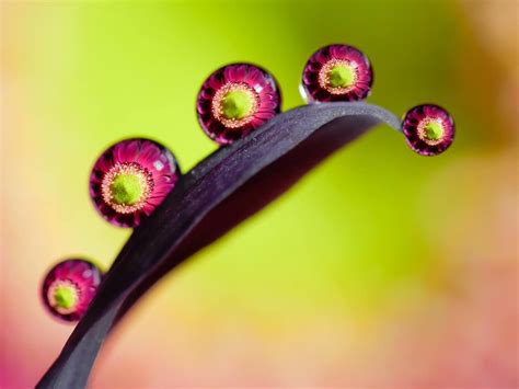 Macro Photos of Water Droplets Reveal the Overlooked Beauty of Nature ...