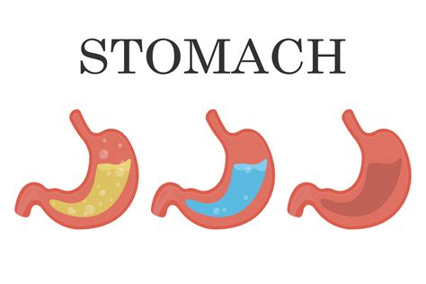 Empty Stomach Vector Art, Icons, and Graphics for Free Download