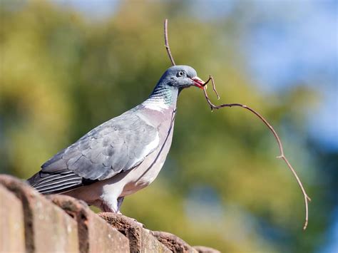 Pigeon Nesting Habits and Behavior: An In-depth Look | Birdfact