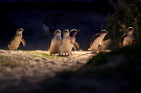 Melbourne: Phillip Island Penguin Parade - Nomadic Fare • Female Travel ...