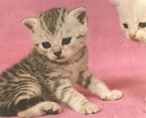 Feral Cat kittens (Felis silvestris catus) {!--고양이-->; Image ONLY