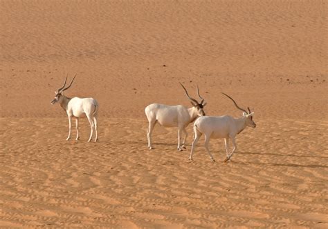 L’antilope à nez tacheté menacée d’extinction imminente | IUCN