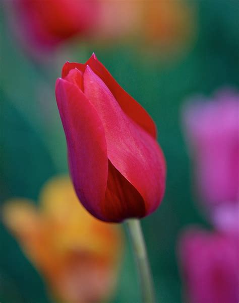 Tulip | I love tulips, especially when they have different c… | Flickr