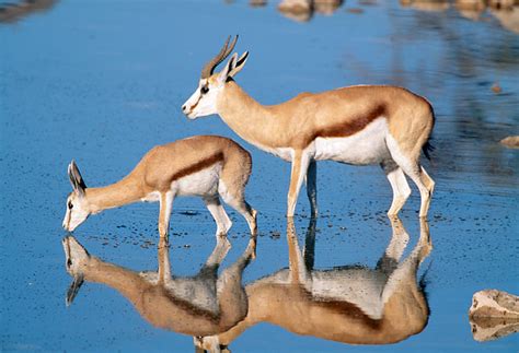 gazelle - Animal Stock Photos - Kimballstock