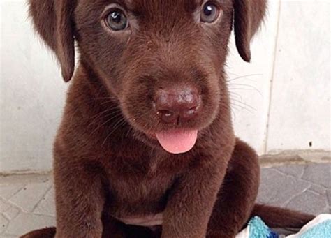 Brown Cute Puppy