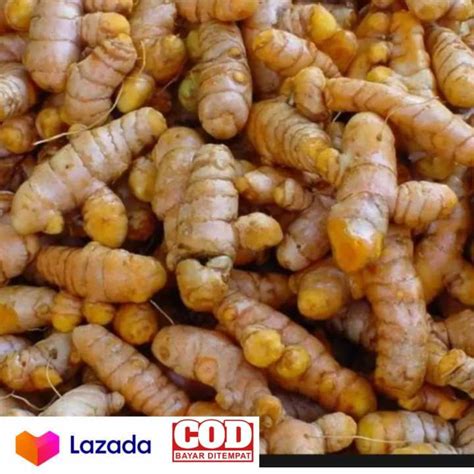 Kunyit Segar 1kg / Kunyit presh | Lazada Indonesia