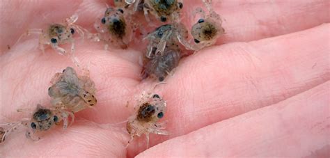 Enchanted with Baby Crabs - Hakai Institute