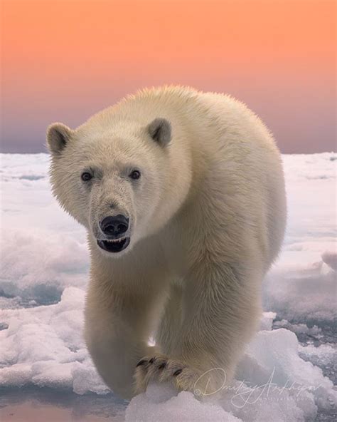 Polar bear predators - noredpocket