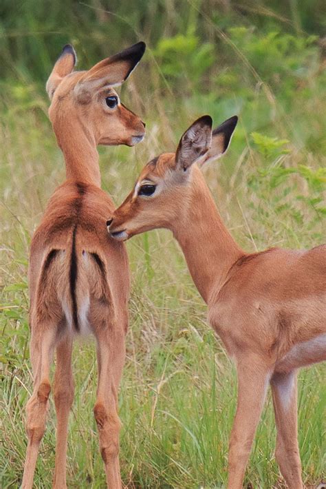 Baby Impalas | Baby Impalas, Mlilwane Wildlife Sanctuary, Sw… | Flickr