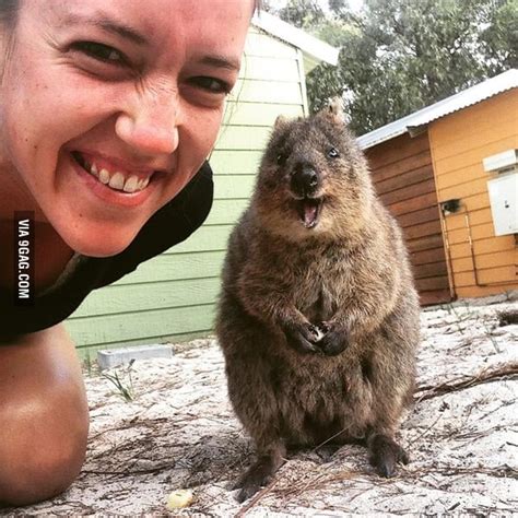 This quokka selfie - 9GAG